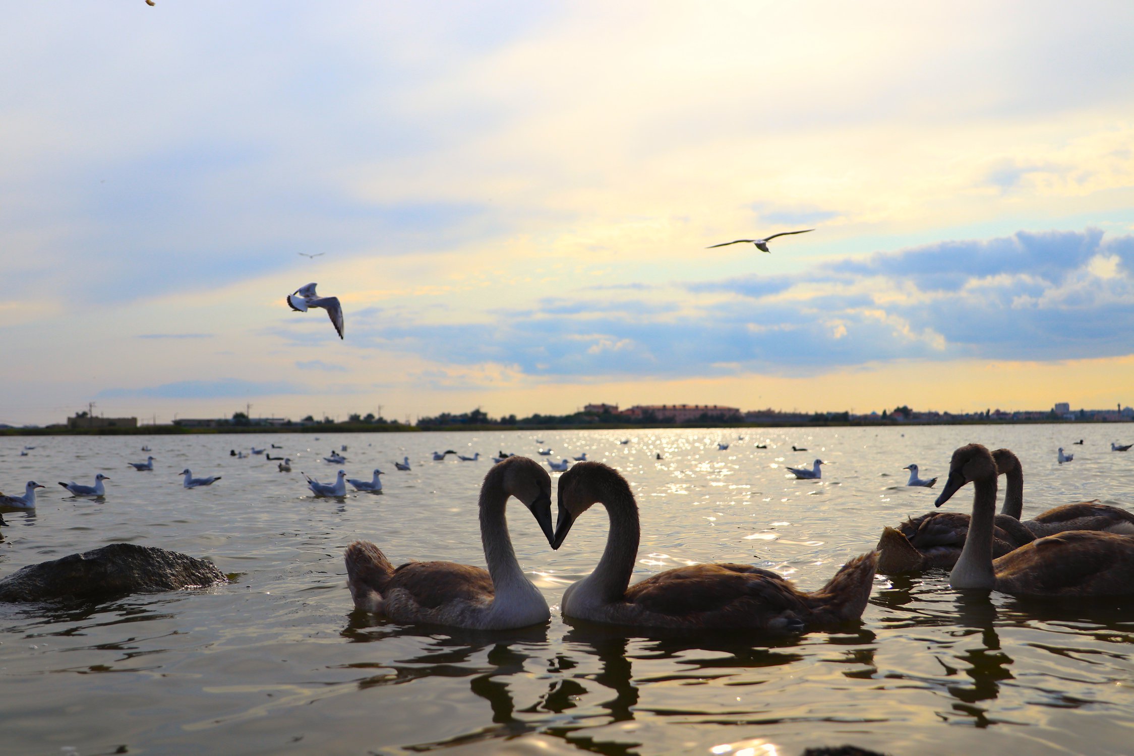 Лебединая верность