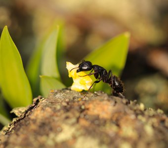 Как потопаешь, так и полопаешь