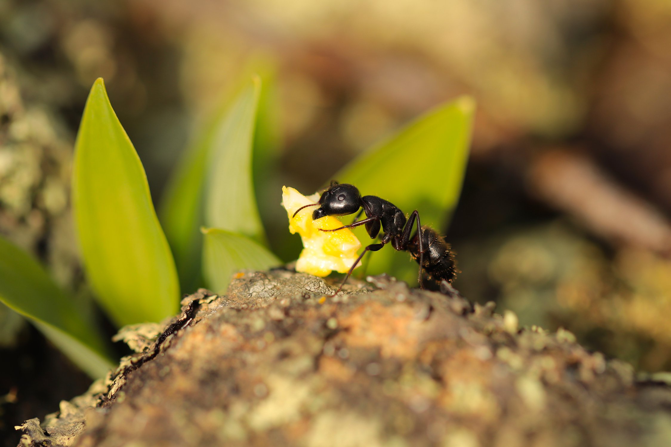 Как потопаешь, так и полопаешь