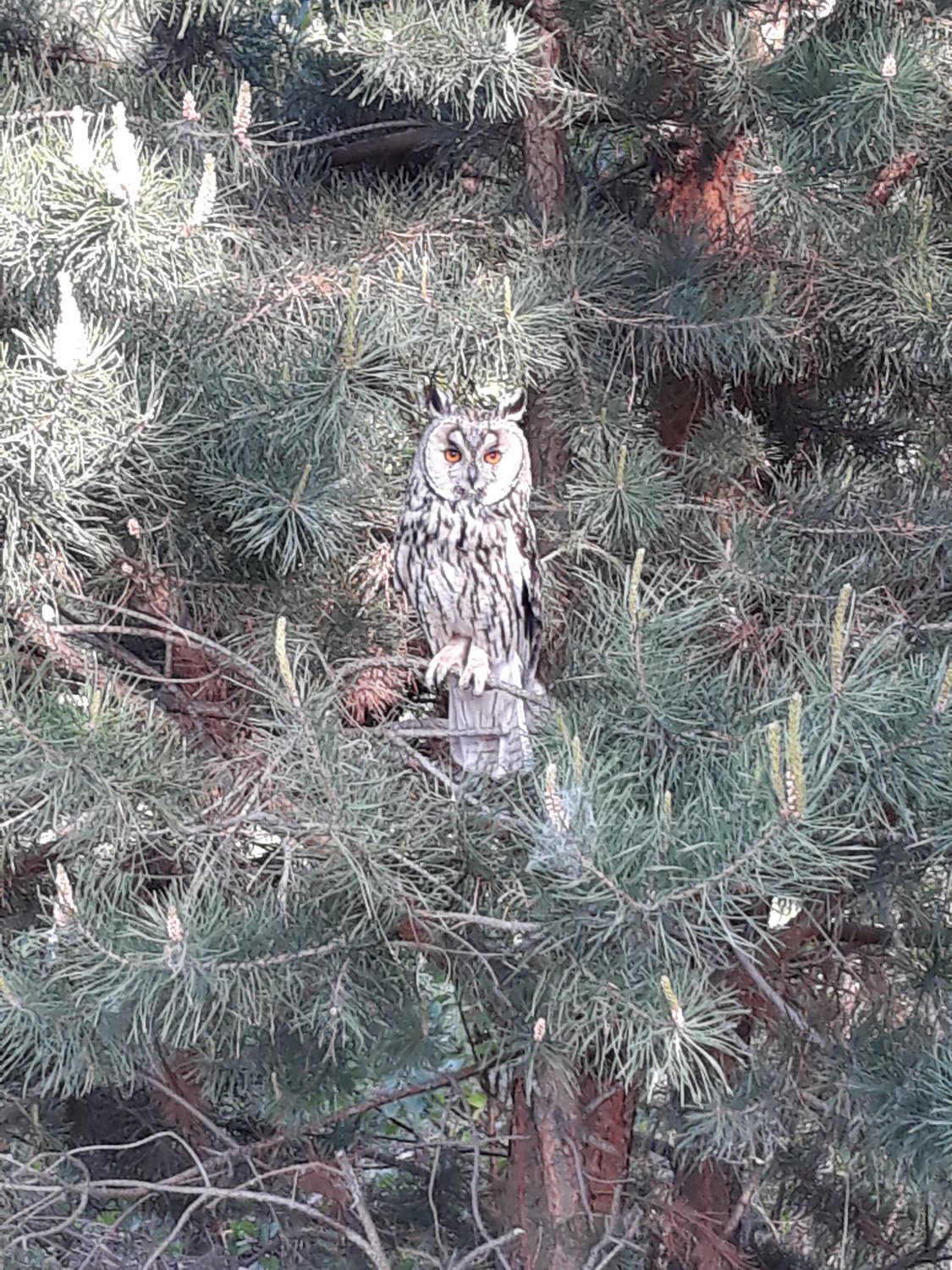 Красавица сова