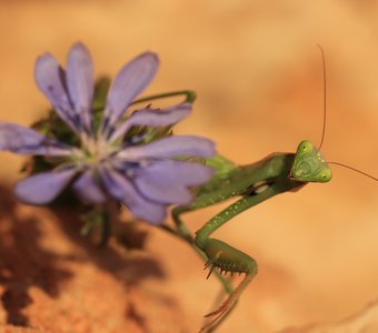 Для сердца и почек дарю Вам цветочек!