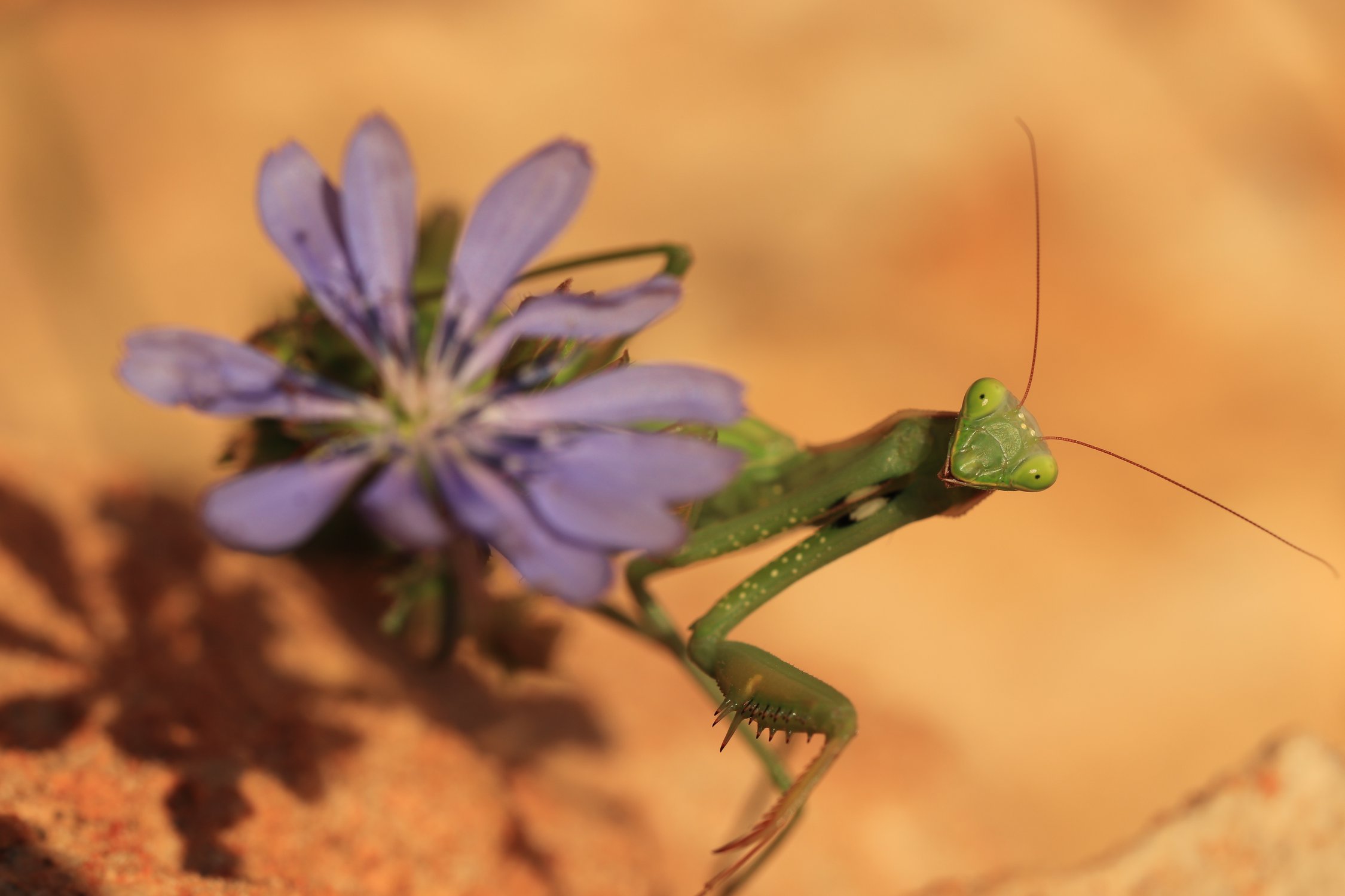 Для сердца и почек дарю Вам цветочек!