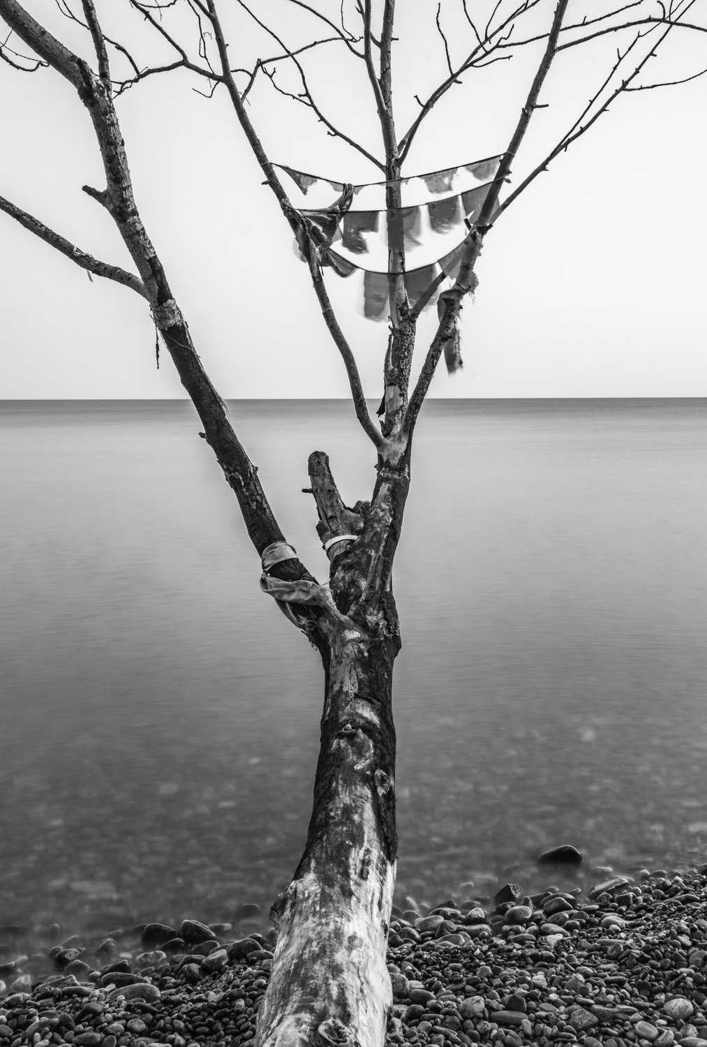 Prayers at Baikal Tree