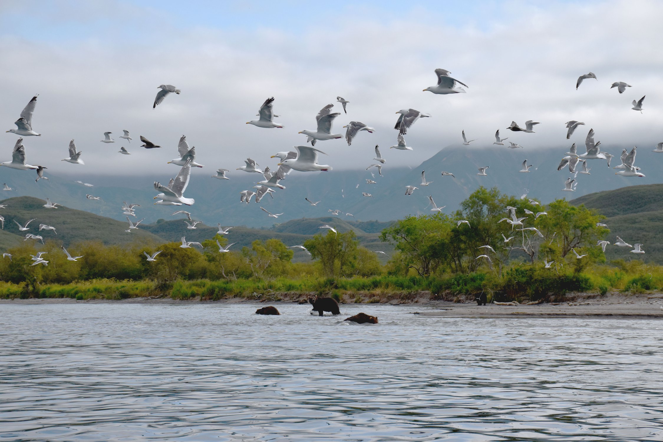 Пролетая над гнездом медведей...