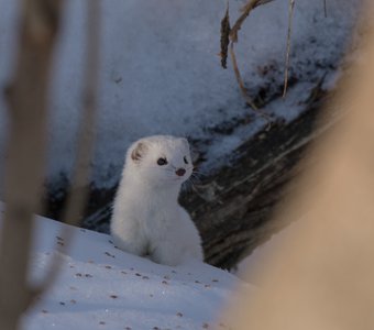 По свежему снегу