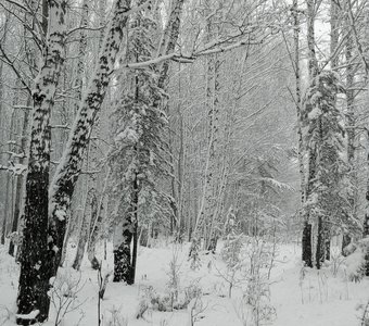 Мобильное фото. Холодно...