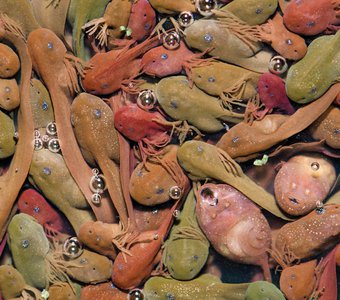 По мотивам Иеронима Босха