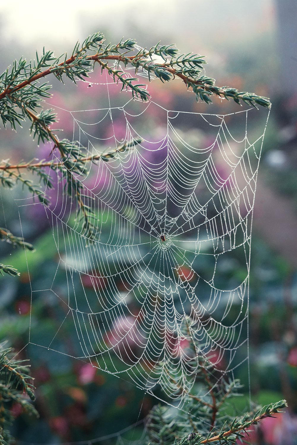 Утро рисует..