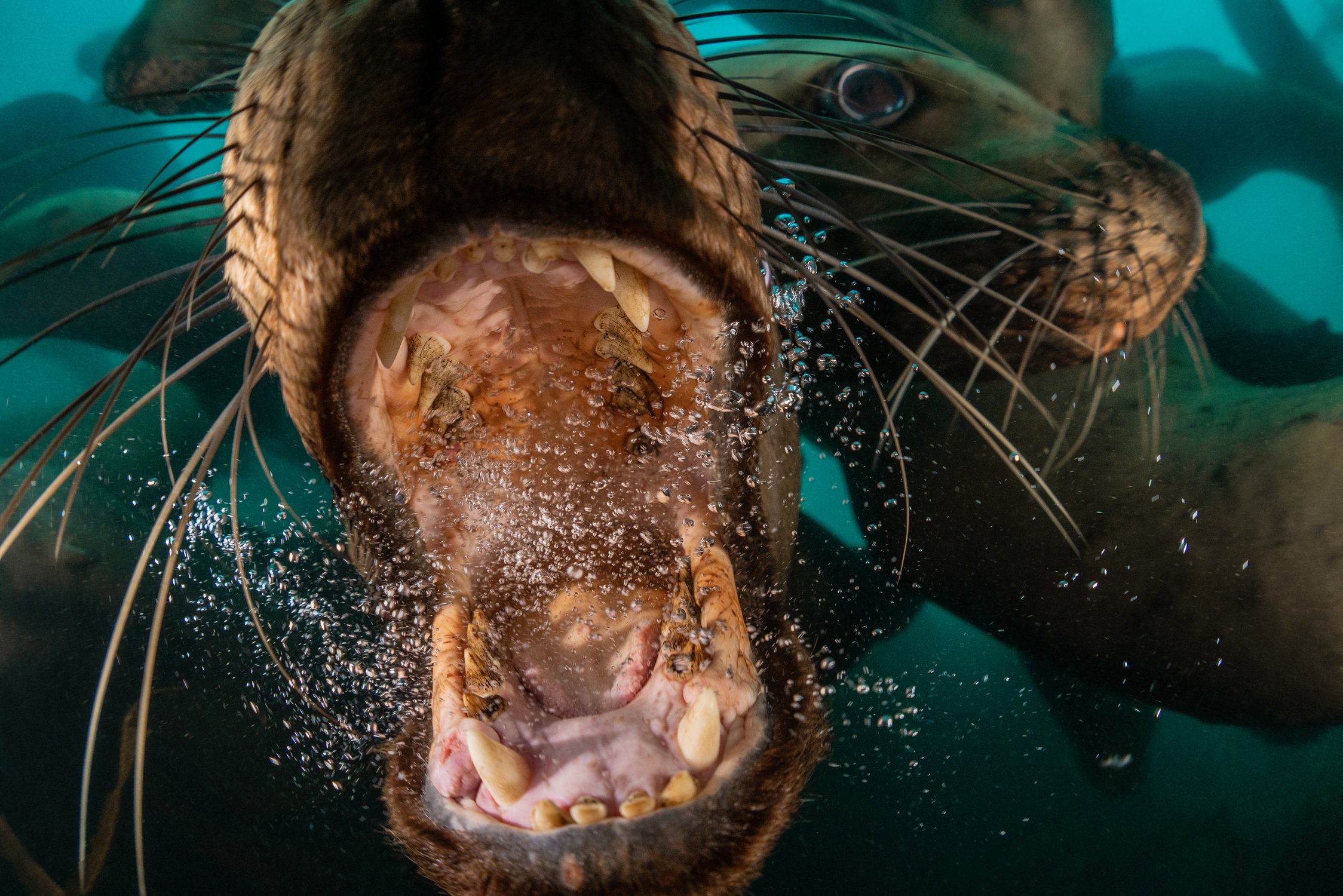 Зубастый сивуч