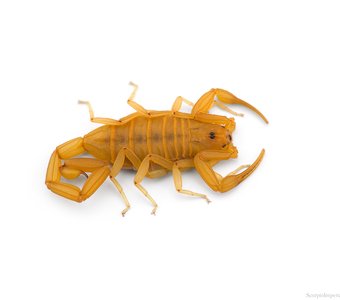 The Arizona bark scorpion (Centruroides sculpturatus)
