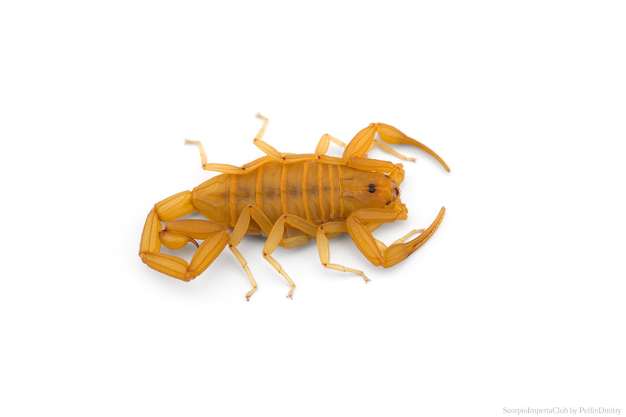 The Arizona bark scorpion (Centruroides sculpturatus)