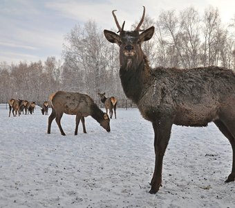 Сибирские олени