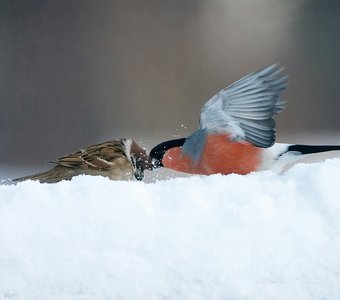Полевой воробей и самец снегиря