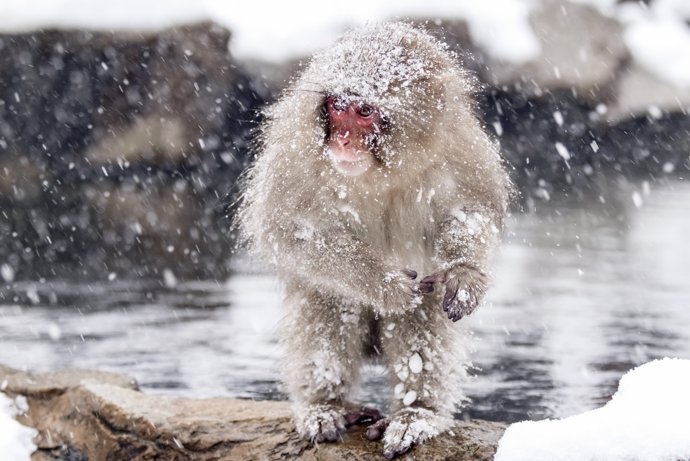 Хитрые обезьяны используют телефонные провода, чтобы не морозить ноги в снегу