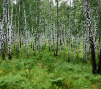 Березовая роща по подступах к Аракульскому шихану