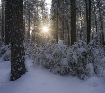 Сосновый бор новосибирского Академгородка после снегопада