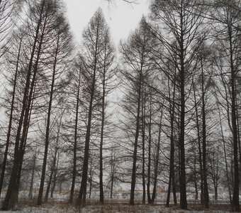 Январский лес