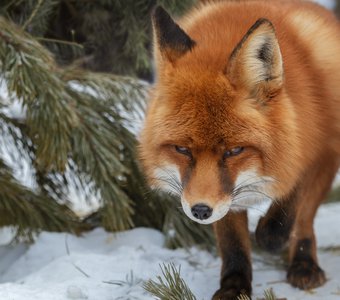 Про лис великолепных