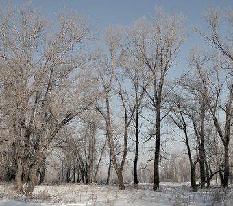 Деревья в парке