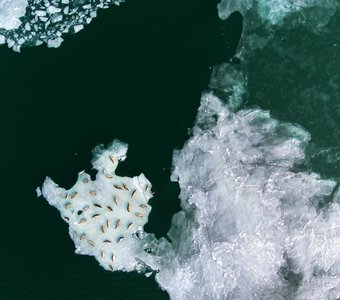 Тихий час колонии ларги, после рыбалки на корюшку.