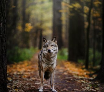 Волк в осеннем лесу