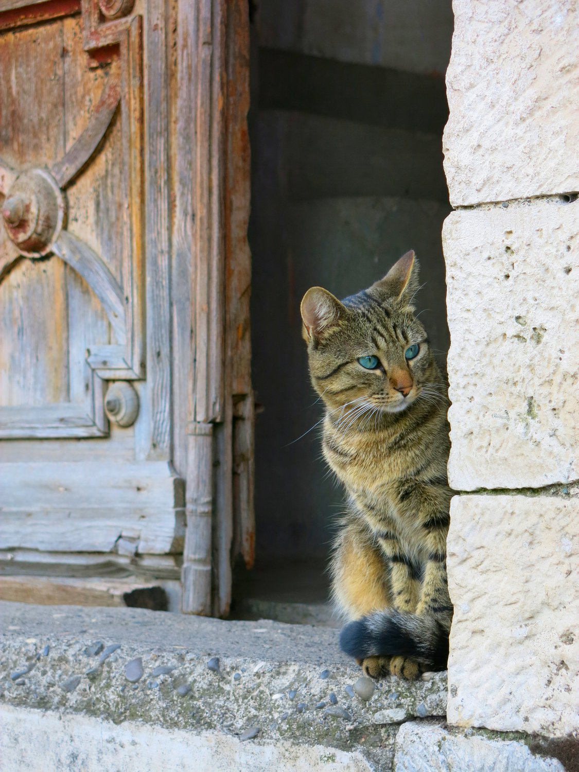 Сухумский Кот