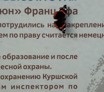Высота Эфа - Жизнь продолжается