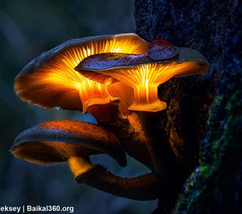 Светящиеся грибы.
