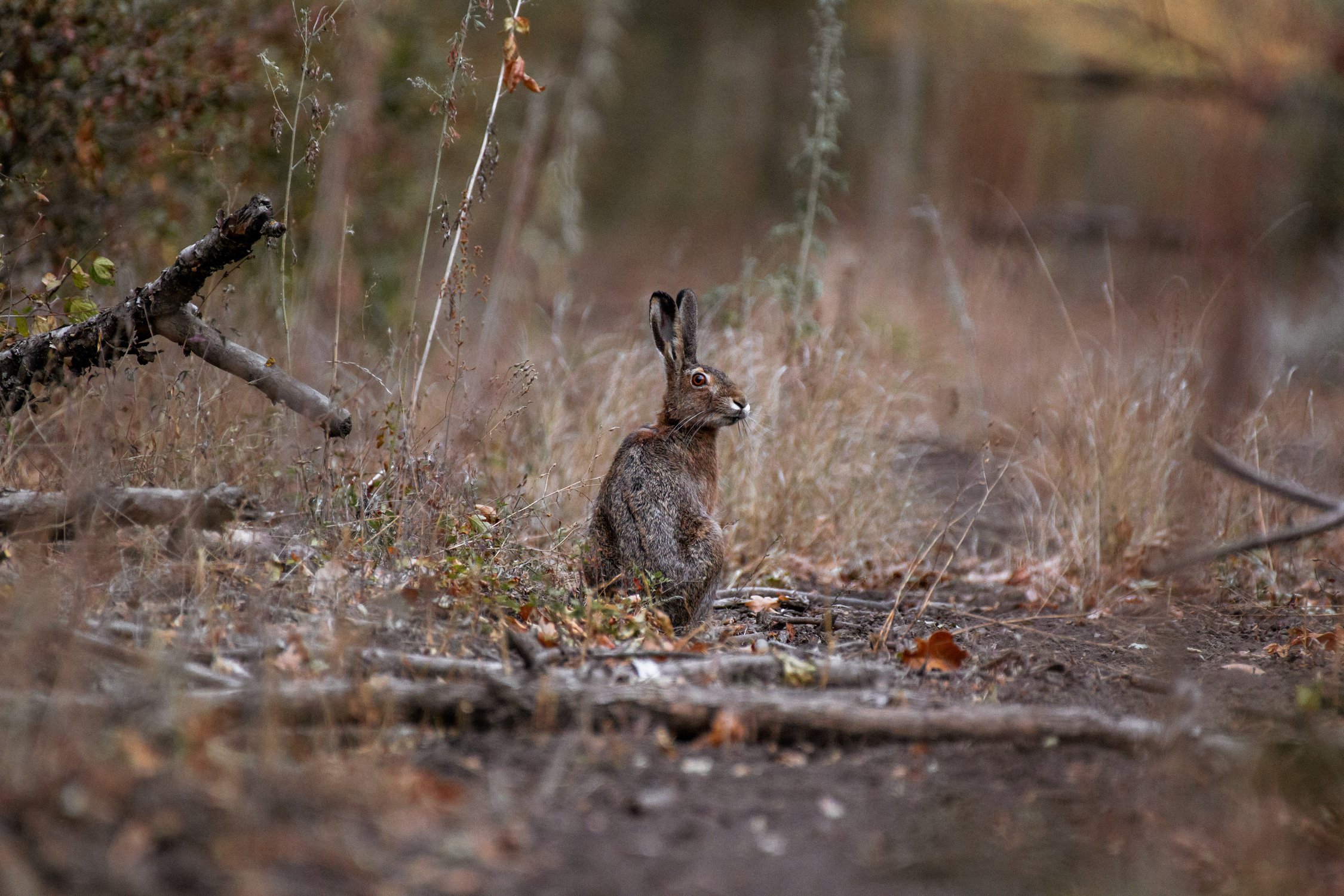 Заяц-русак в осеннем лесу — Фото №1346054