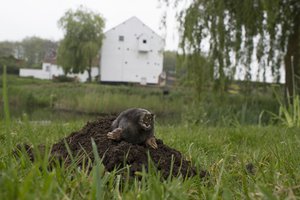 Откуда у самок кротов тестикулы и зачем они им нужны