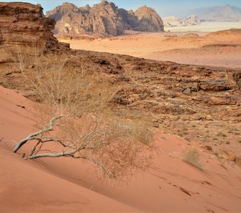 Жизнь пустыни Вади-Рам в розовых оттенках
