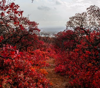 Осенний красный лес