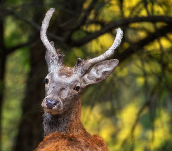 Благородный олень в Крымском Природном Заповеднике