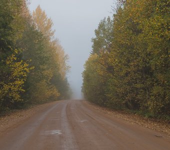 Туманная осень в лесах Псковской области, Россия