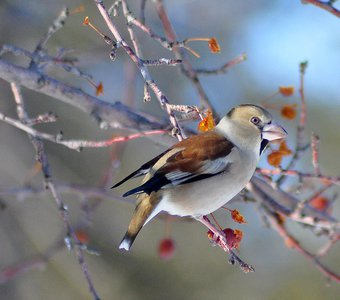 Дубонос (Coccothraustes coccothraustes)