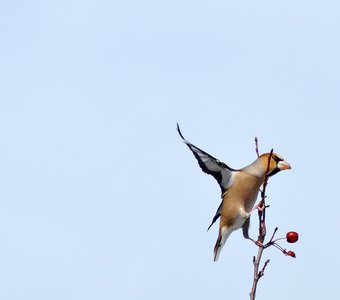 Дубонос (Coccothraustes coccothraustes)