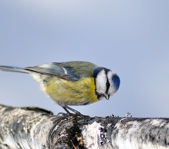 Лазоревка (Parus caeruleus)