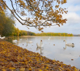 Лебеди на заповедном озере