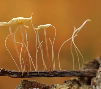 Микрогрибы на микропалочке