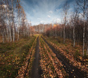 Прогулки по лесу