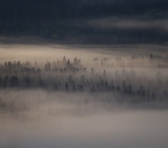 Под вуалью тумана