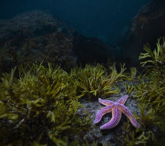 Холодно не значит грустно. Красочный подводный мир Баренцева моря.