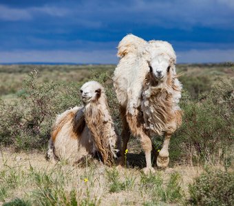 Семья верблюдов. Пустыня Кызылкум.