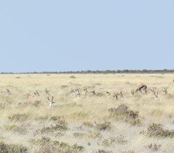 Антилопы в траве