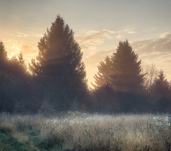 Золото осеннего утра