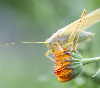 Кузнечик