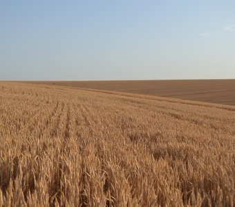 Пустыня из пшеницы