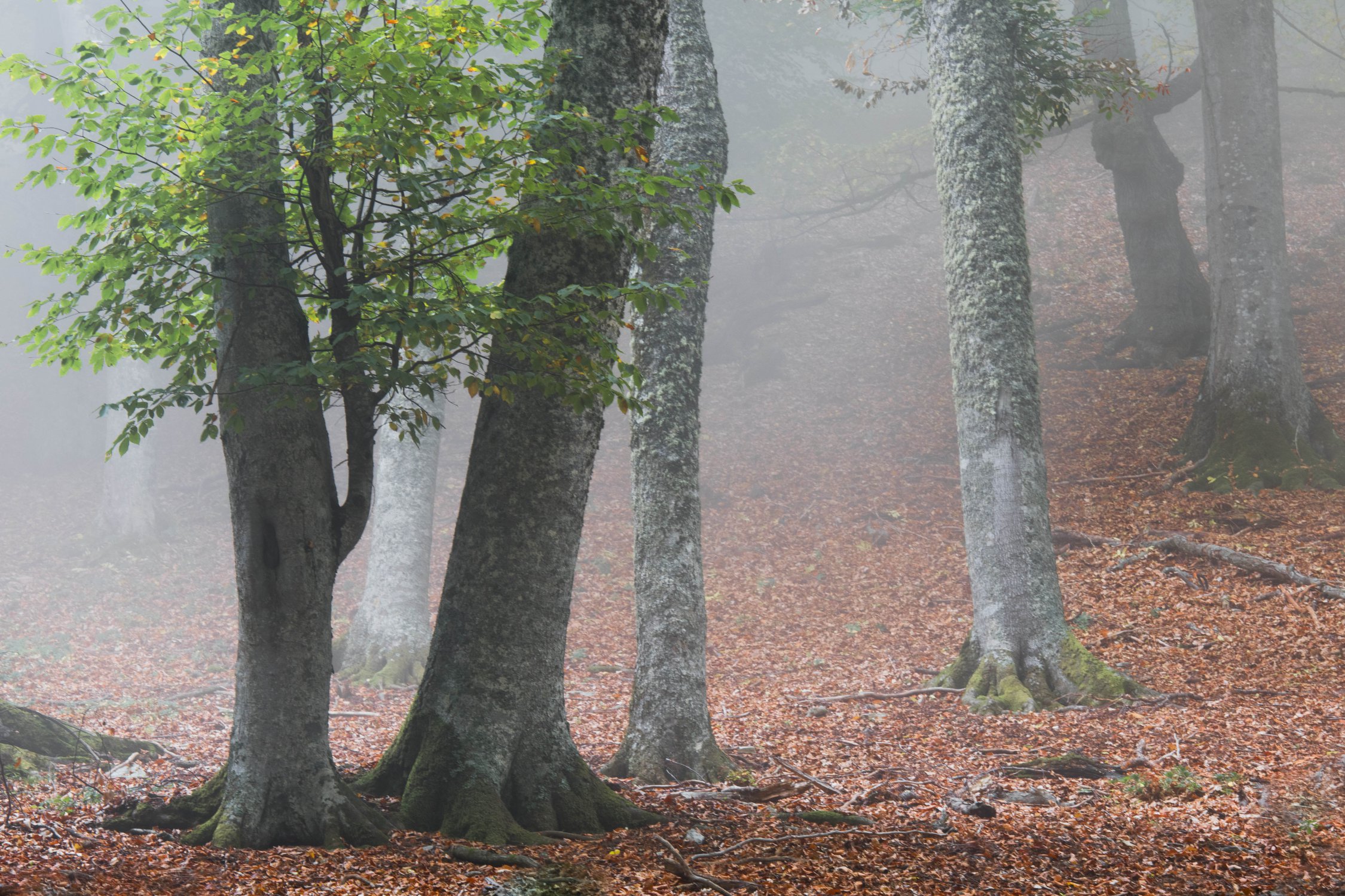 Осенний туман в буковом лесу