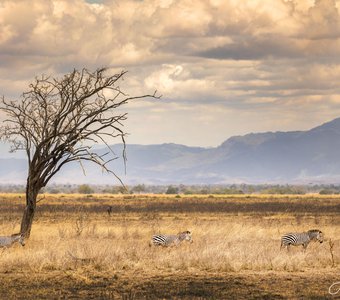 Танзанийский пейзаж с зебрами