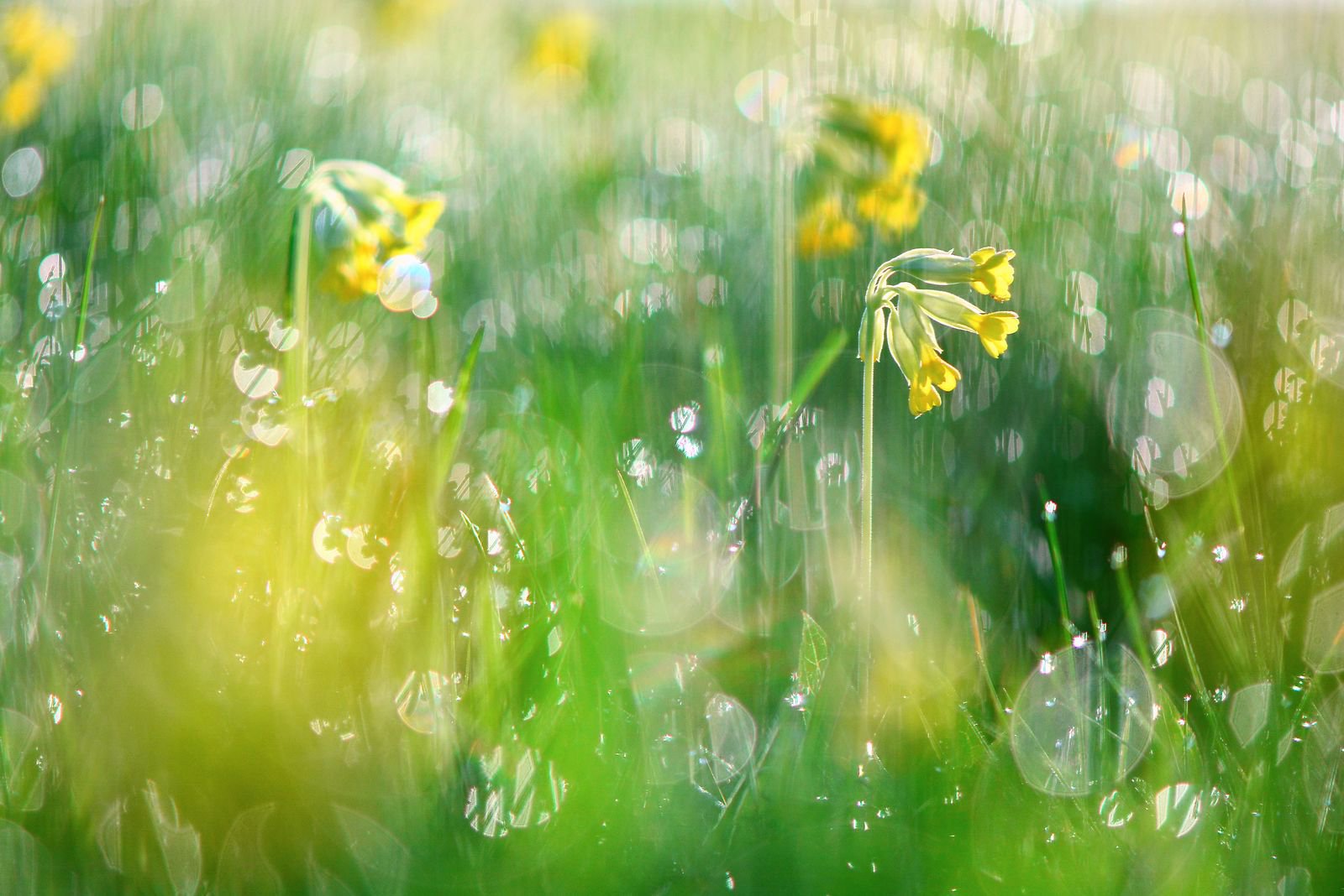 Первоцвет весенний в лучах восходящего солнца